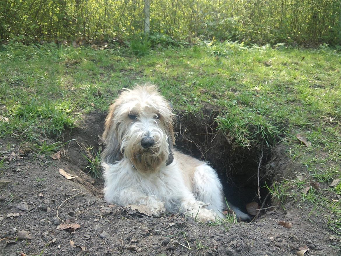 Petit basset griffon wendéen Wilma - Og så ligger man lige her og venter på  der kommer nogen forbi, der vil lege..  billede 20