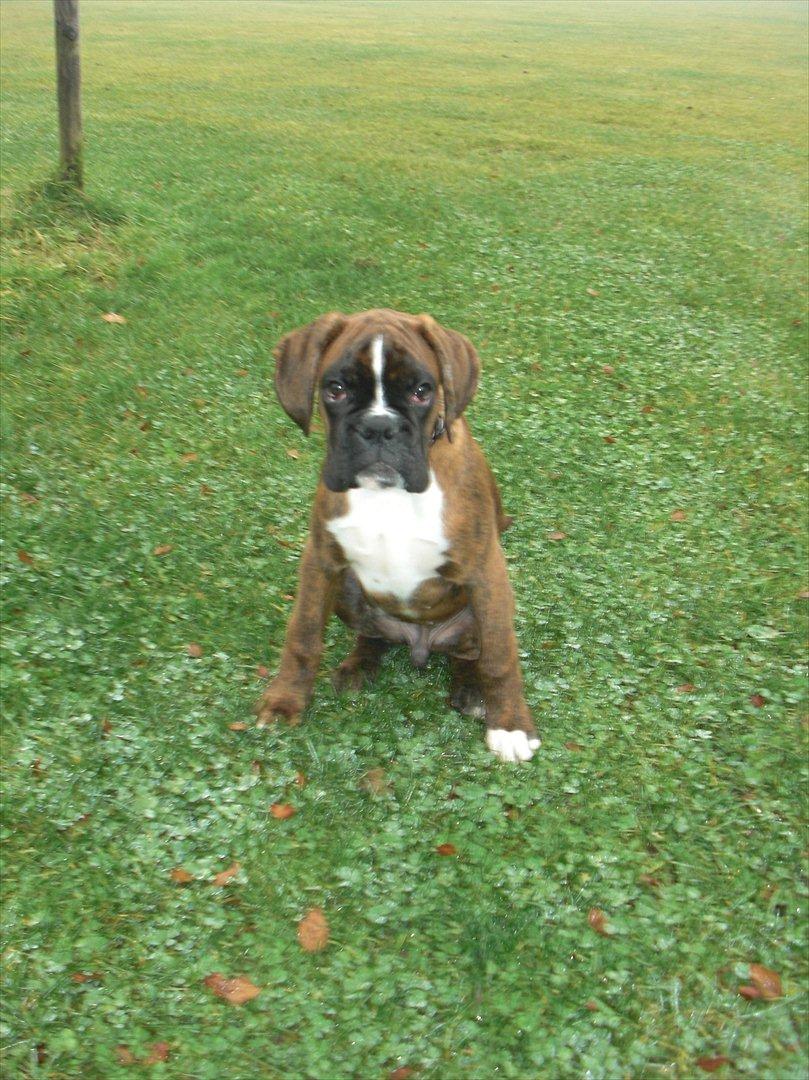 Boxer Hearts of Hope's High Roller (Levi) - Næsten 15uger billede 13