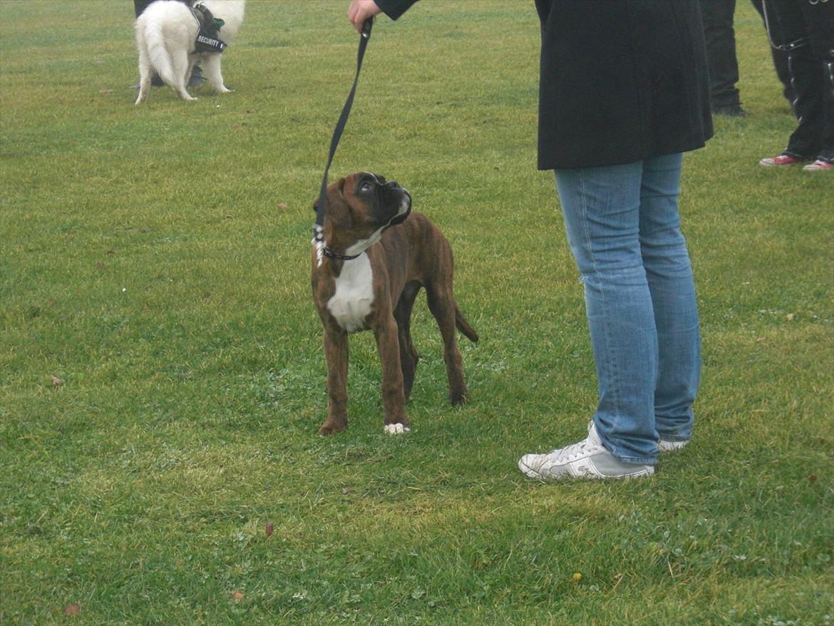 Boxer Hearts of Hope's High Roller (Levi) - Næsten 15uger billede 14