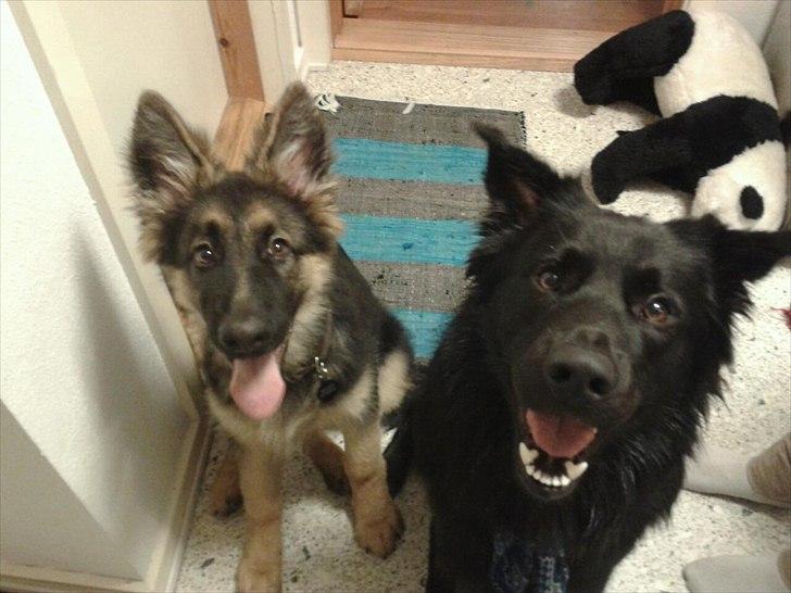 Schæferhund Balder - Balder & hans bedste ven Bamse, der i øvrigt også er naboer! billede 13