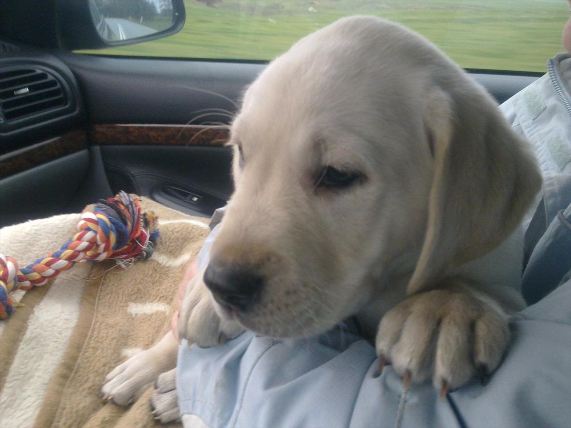 Labrador retriever speedy - speedy 8 uger gammel. på vej hjem i bilen. billede 4