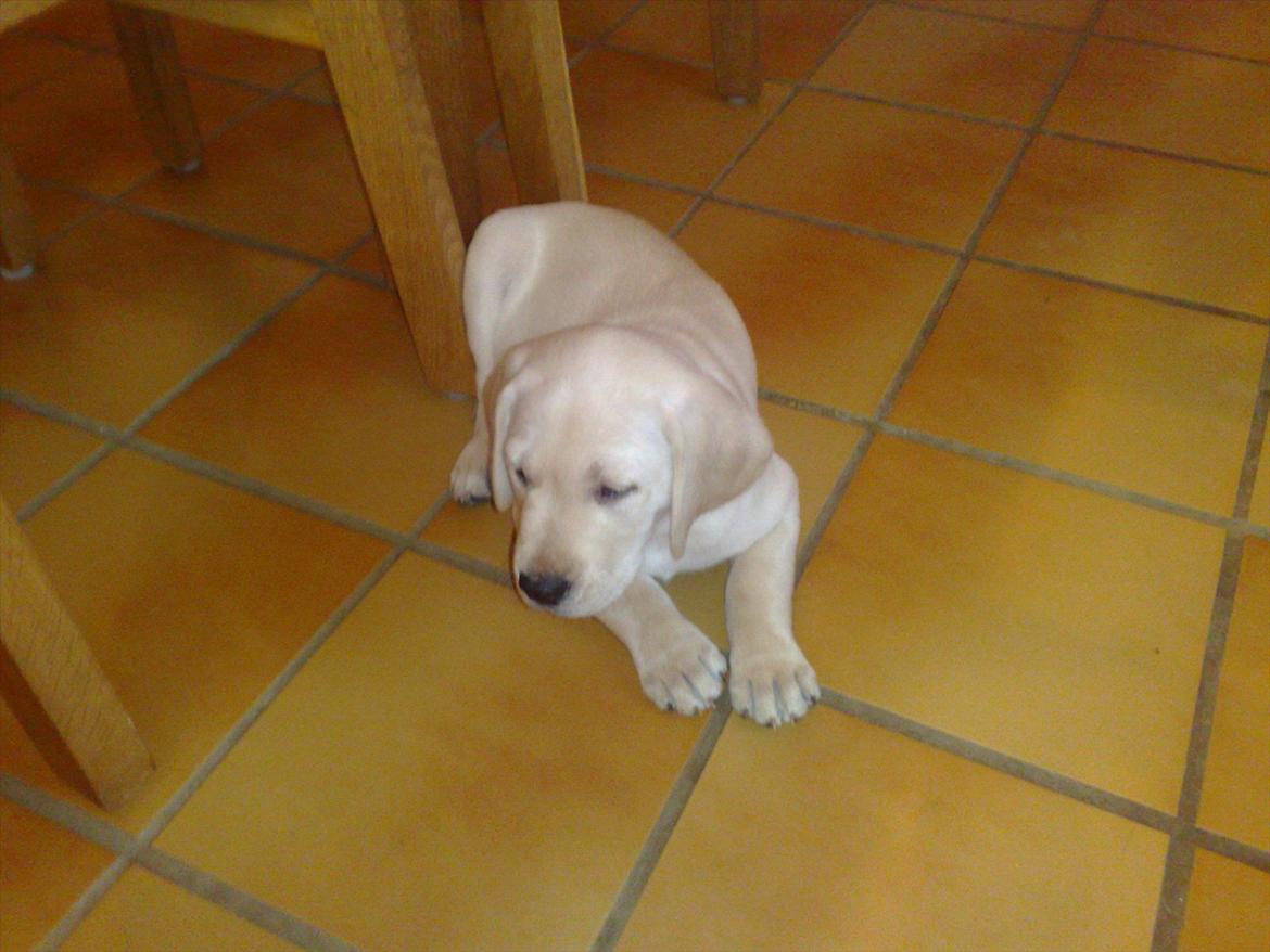 Labrador retriever speedy - speedy er lige kommet hjem 8 uger gammel. billede 5