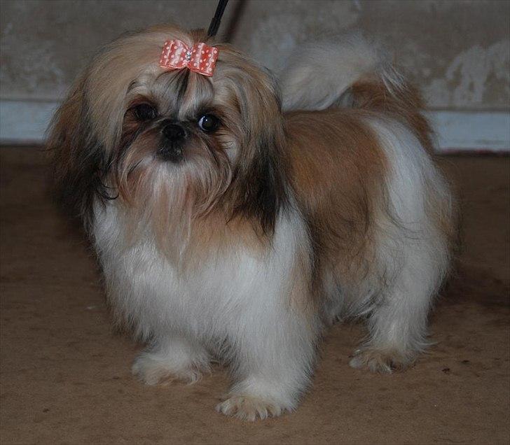 Shih tzu Bea aka Duracell, Bor hos min datter nu billede 18