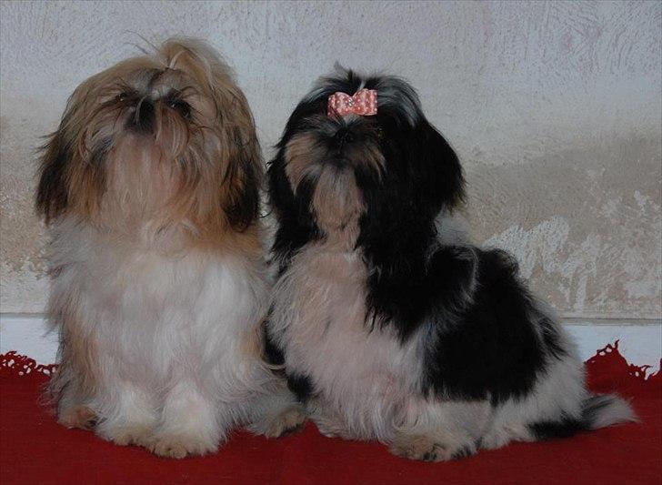 Shih tzu Bea aka Duracell, Bor hos min datter nu billede 19