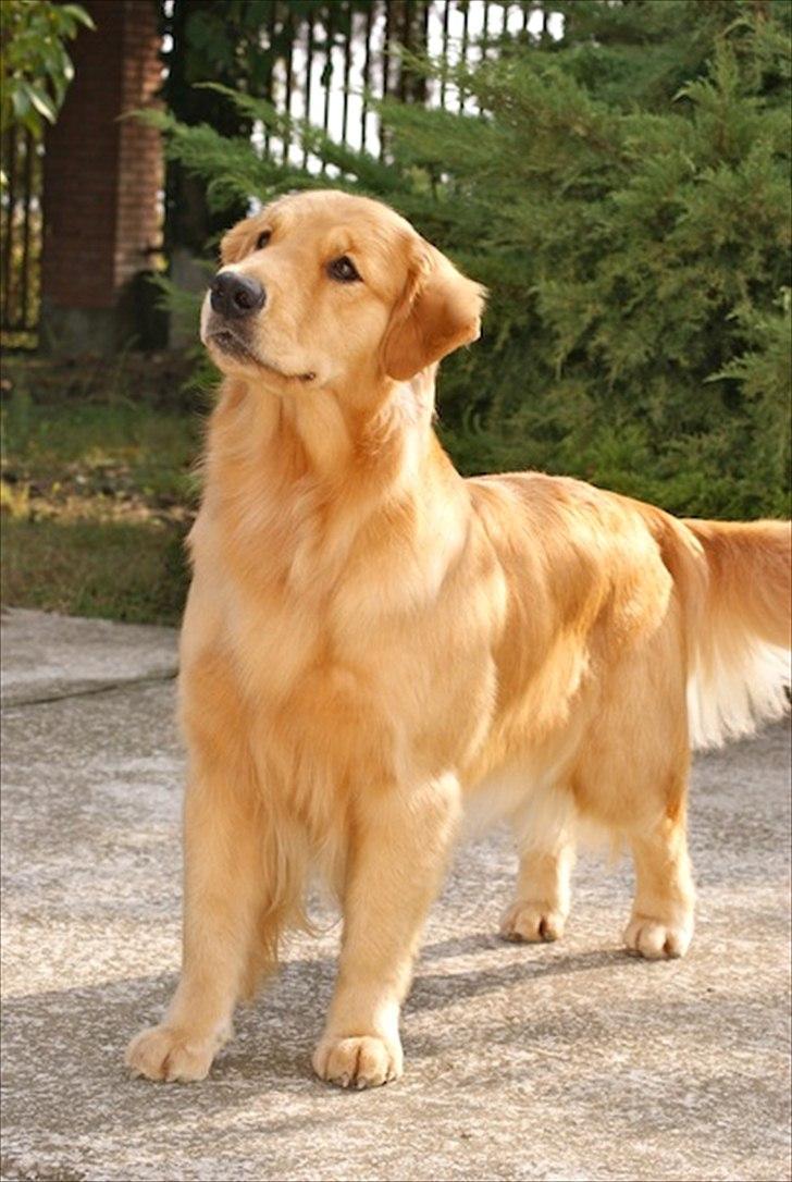 Golden retriever Leongolden Cha Cha Cha - Cha Cha 17½ måned gammel 29-10-11 
billedet er taget i Italien billede 14