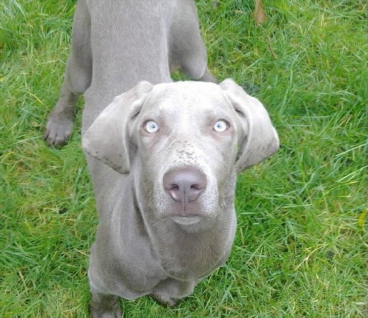 Blanding af racer SIF.. billede 1