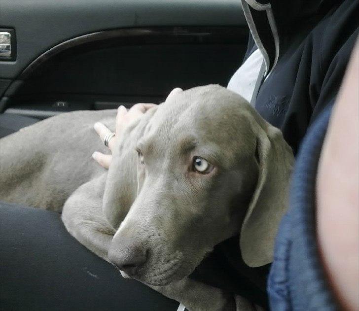 Blanding af racer SIF.. billede 2