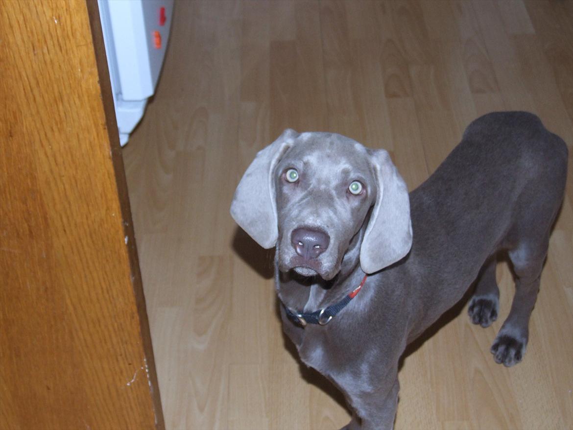 Blanding af racer SIF.. billede 4