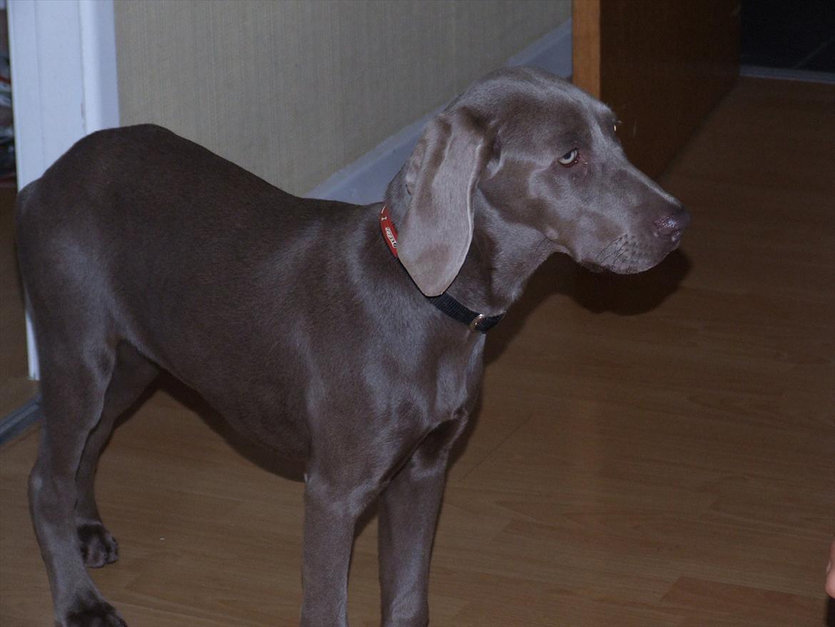 Blanding af racer SIF.. billede 5