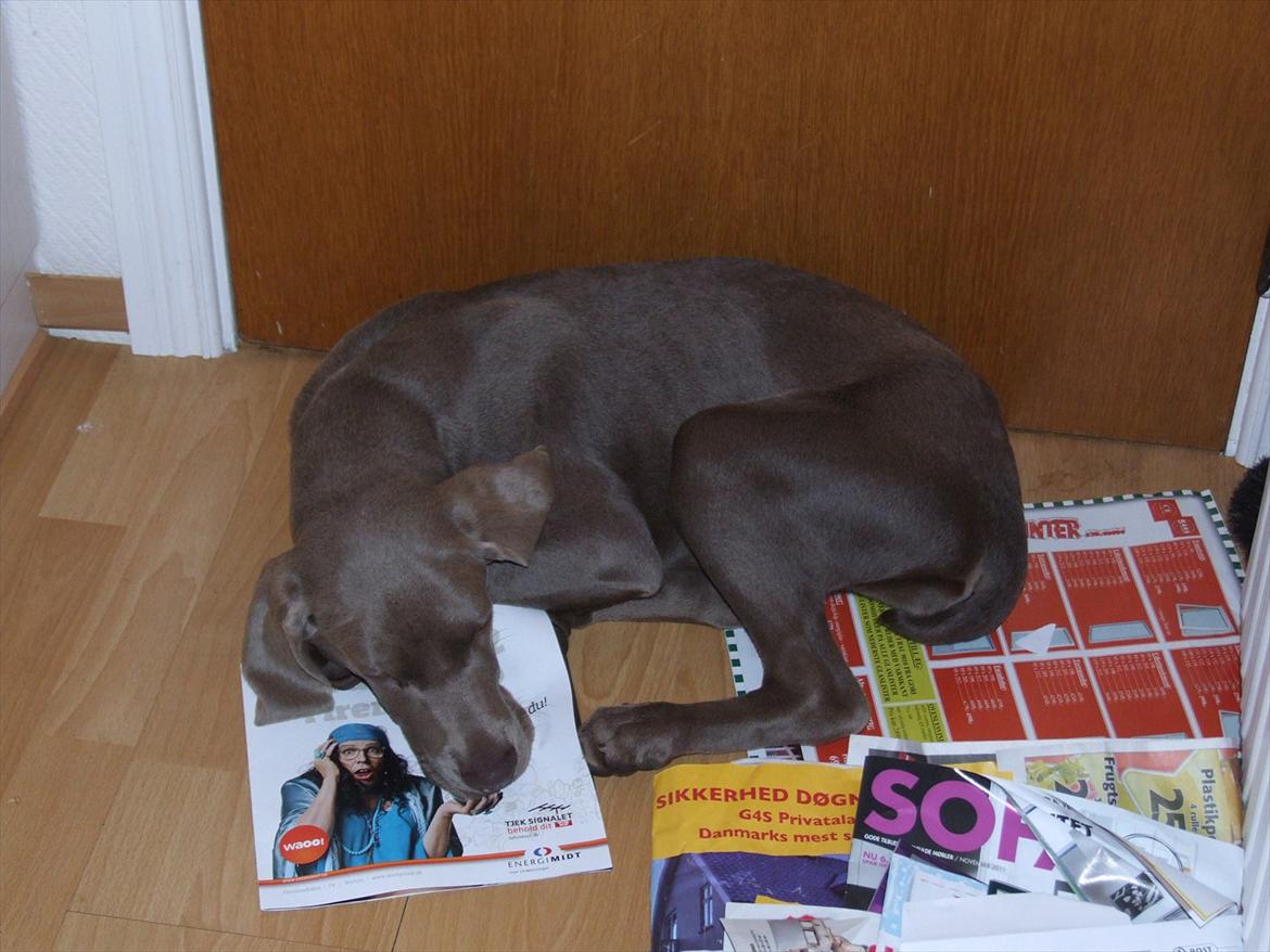 Blanding af racer SIF.. billede 6