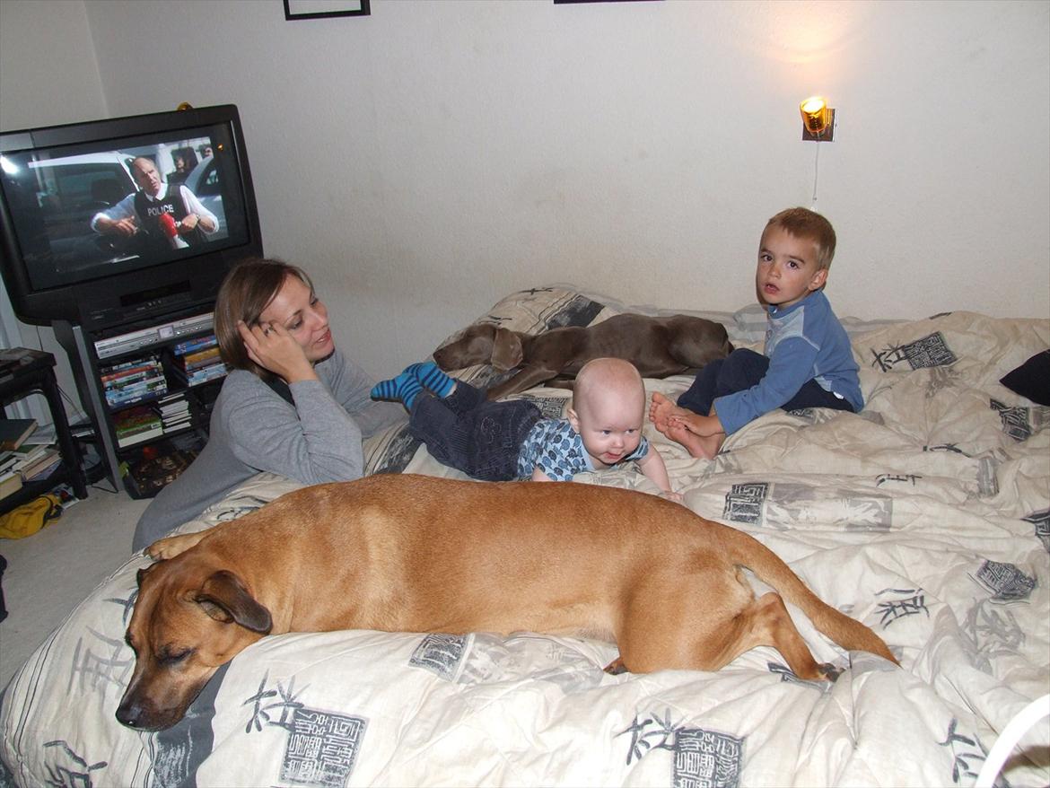 Blanding af racer SIF.. billede 7