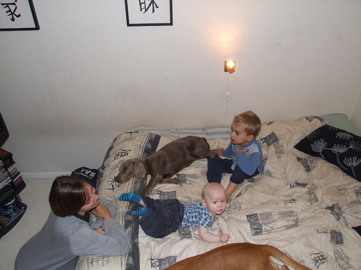 Blanding af racer SIF.. billede 8