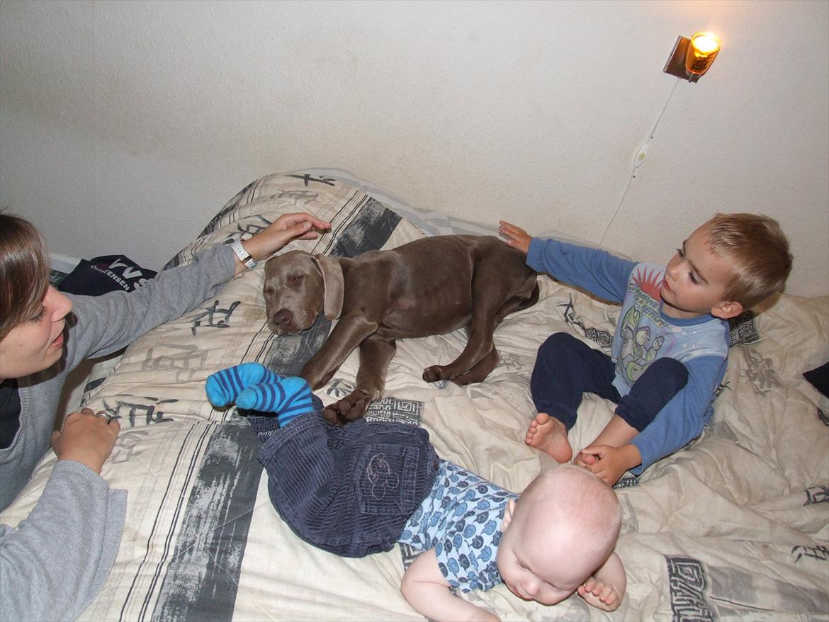 Blanding af racer SIF.. billede 9