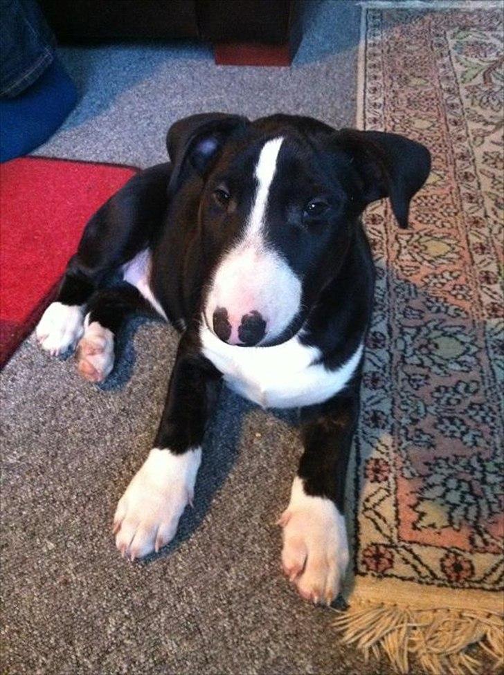 Bullterrier Balrogs Gertrud Gyldenkål billede 1