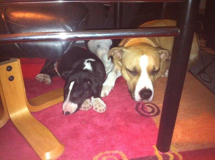 Bullterrier Balrogs Gertrud Gyldenkål billede 3