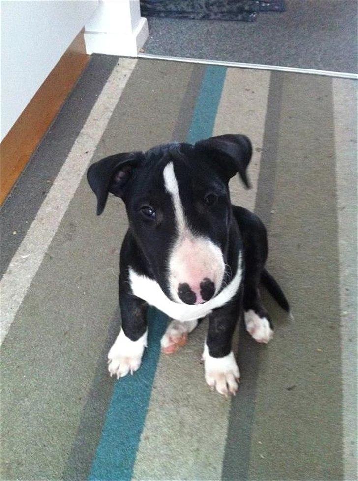 Bullterrier Balrogs Gertrud Gyldenkål billede 5