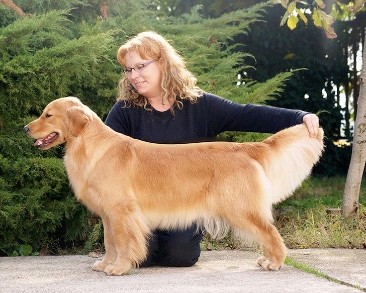 Golden retriever Leongolden Cha Cha Cha - Cha Cha 17½ måned gammel 29-10-11 
billedet er taget i Italien billede 13