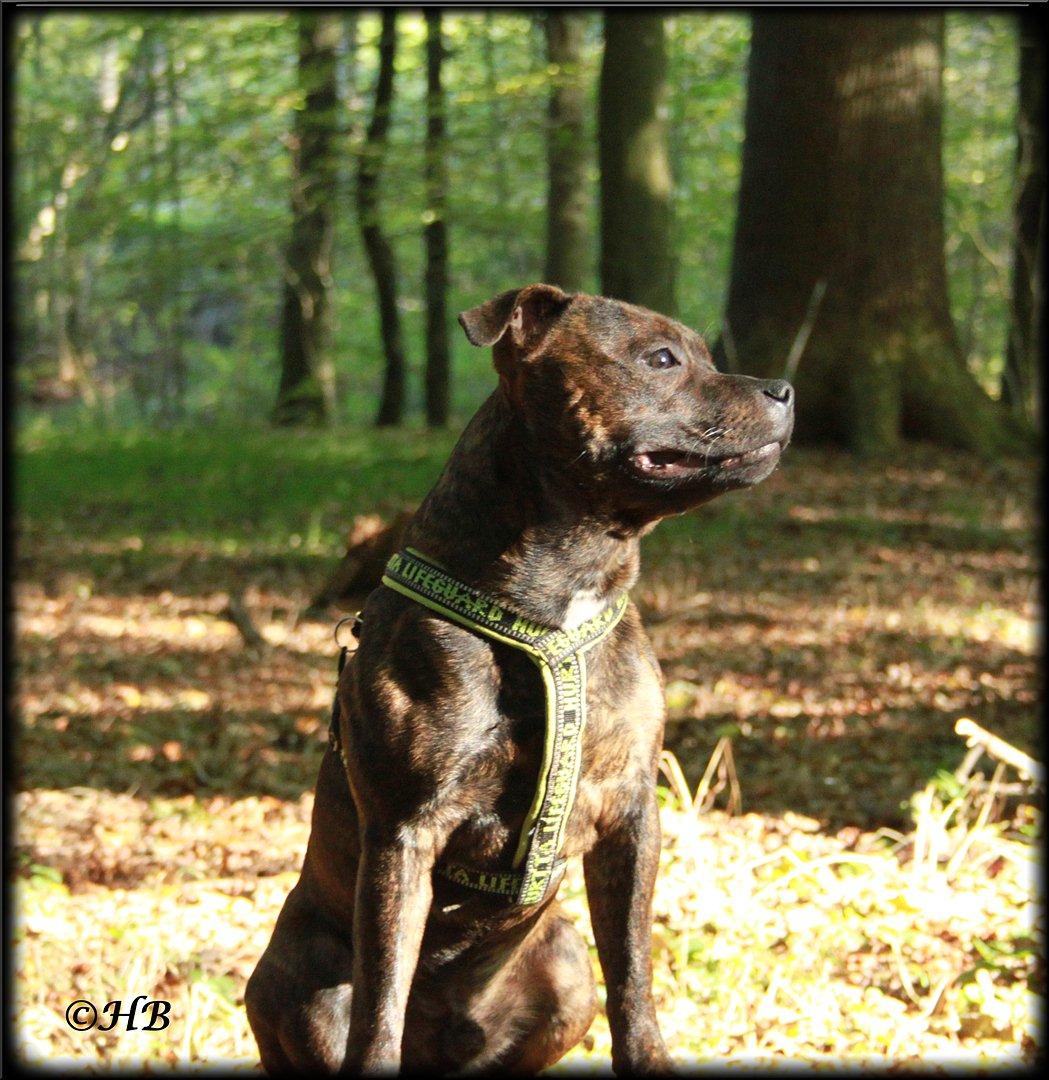 Staffordshire bull terrier Belila's Buddy - En tur i skoven i starten af oktober måned - Buddy 7 mdr.  billede 15