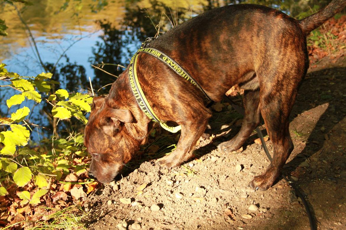 Staffordshire bull terrier Belila's Buddy - 7 mdr. billede 16