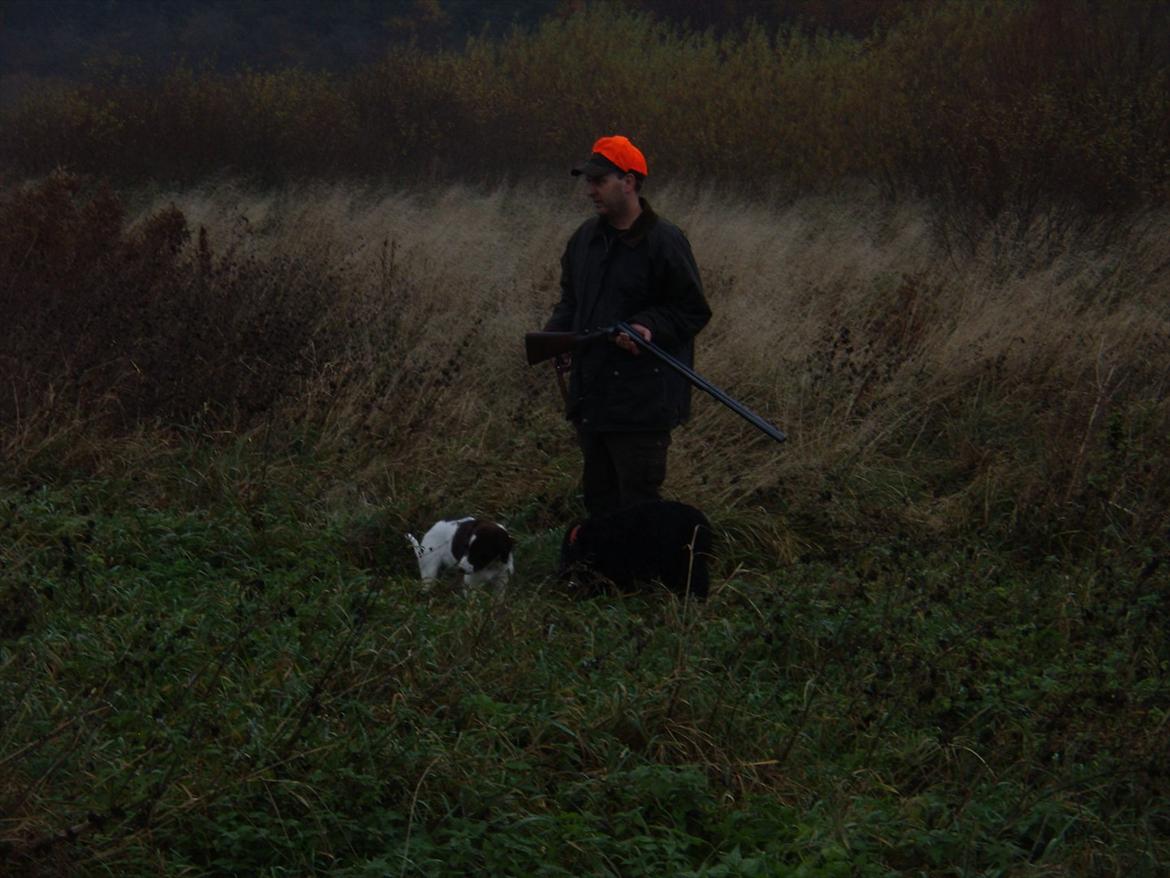 Blanding af racer Fiona - Fiona med far og Buller på engen - skulle testes om hun var skudræd - nej nej nej, jagt er sjovt. Hun bliver en rigtig god jagthund. billede 19