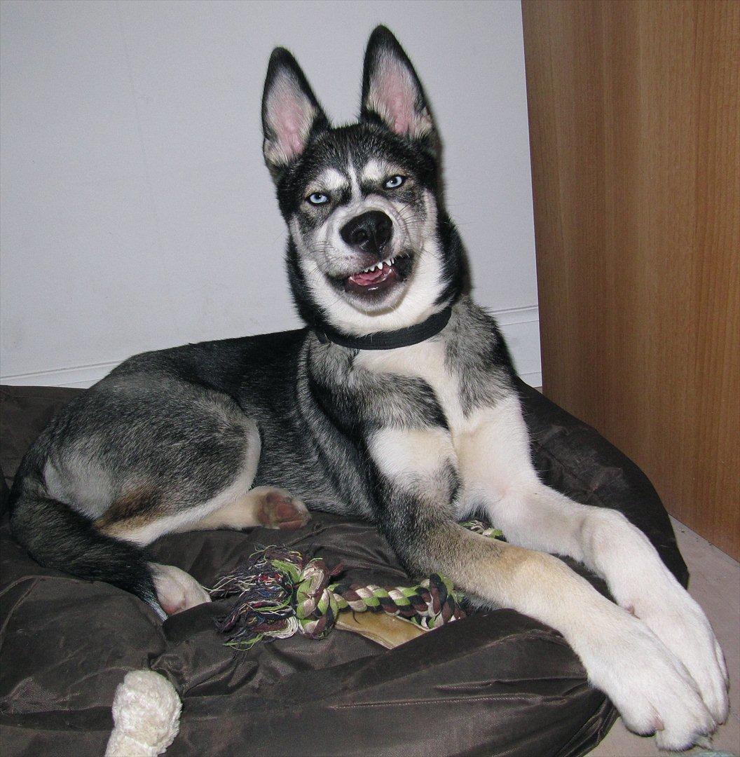 Siberian husky Neo (Setzoniaze's Runner of Jubilee)[Himmelhund] - HEY! stop så med at tage billeder! billede 16