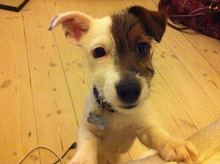 Jack russell terrier Eddie Two Face - 3 mdr billede 19