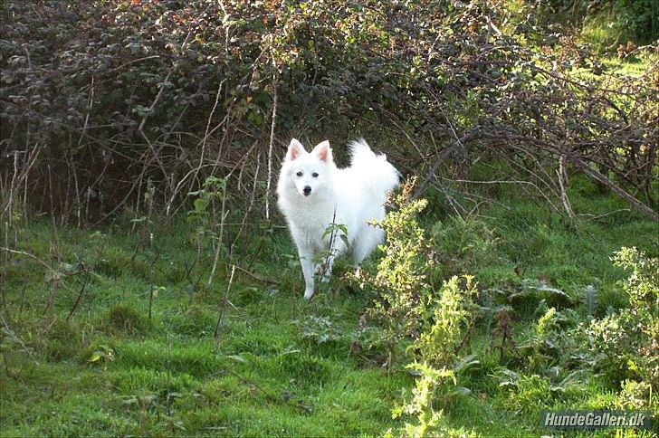 Japansk spids Sylvie Putput Rasmussen billede 7