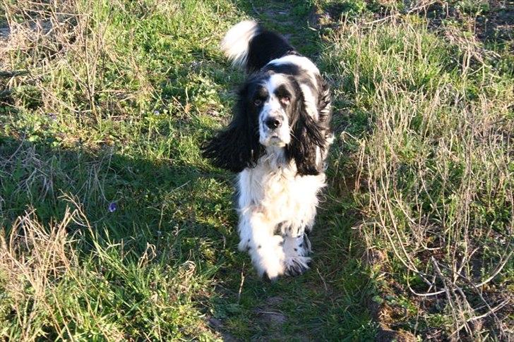 Engelsk springer spaniel Chemy (R.I.P) - Chemy på tur i juletræerne :) <3 billede 1
