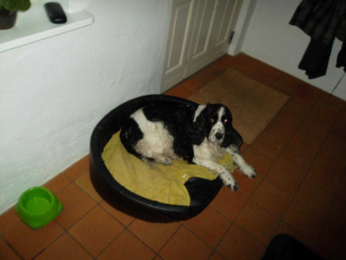 Engelsk springer spaniel Chemy (R.I.P) - Slapper af :) <3 billede 2