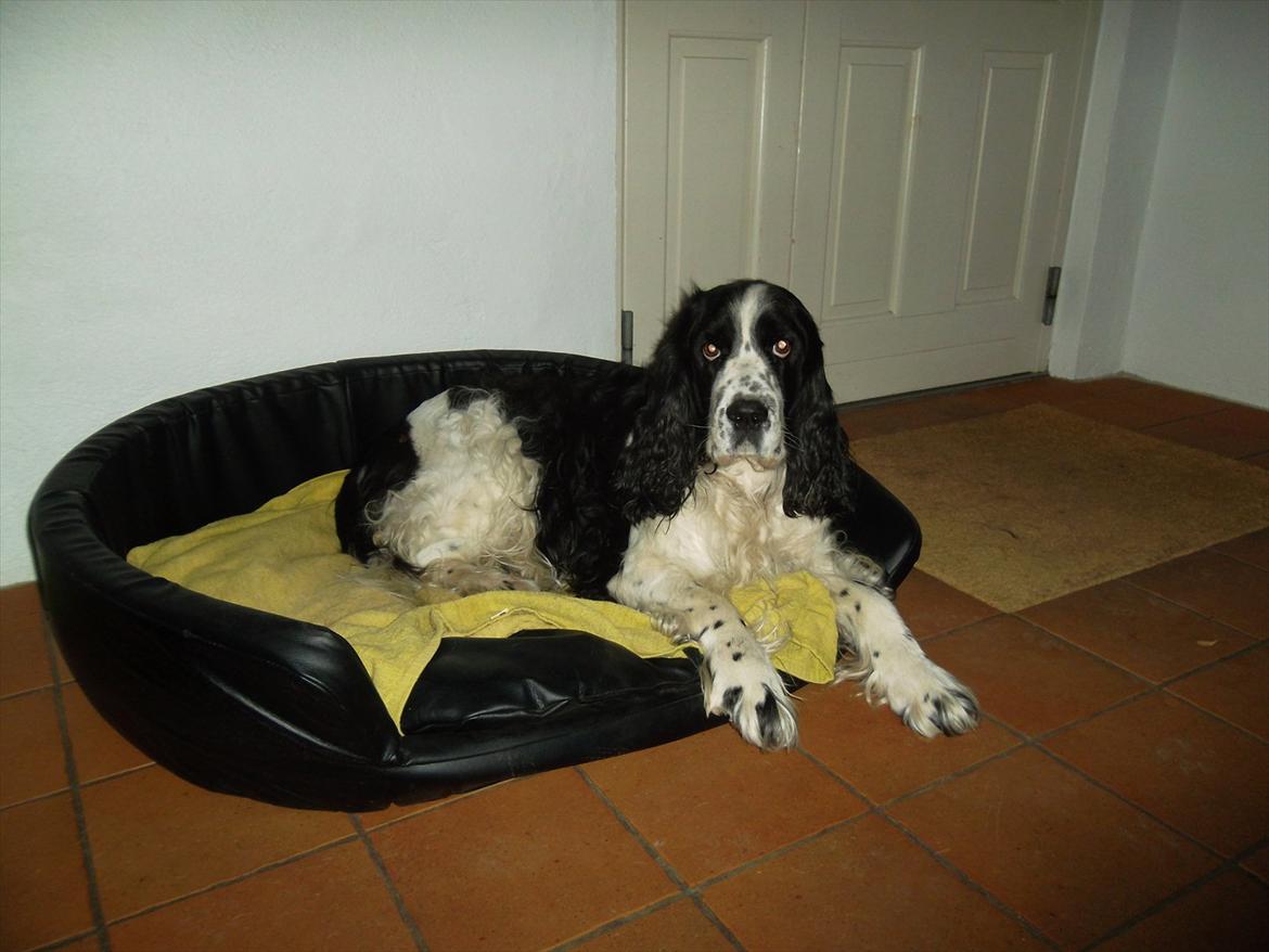 Engelsk springer spaniel Chemy (R.I.P) - Lidt tættere på :) <3 billede 3