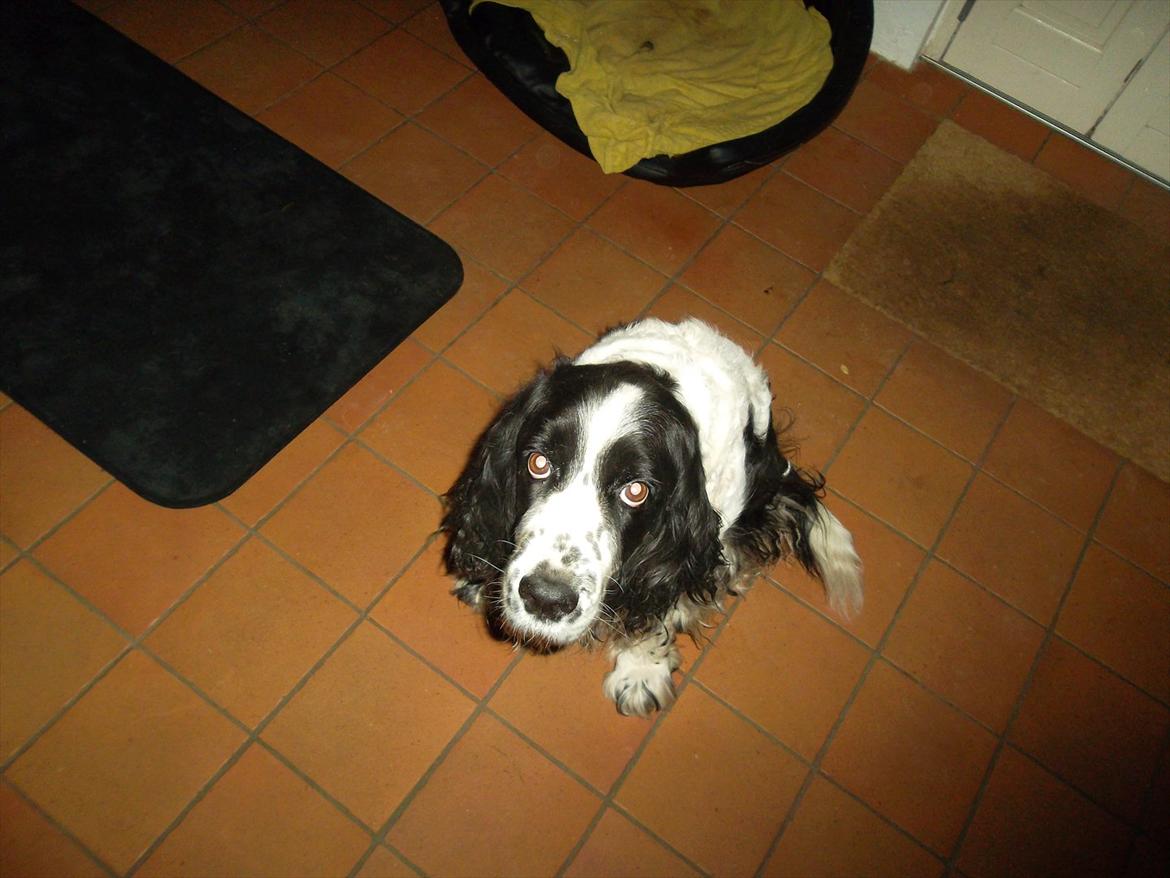 Engelsk springer spaniel Chemy (R.I.P) - Ik lige det bedste billede :) <3 billede 4