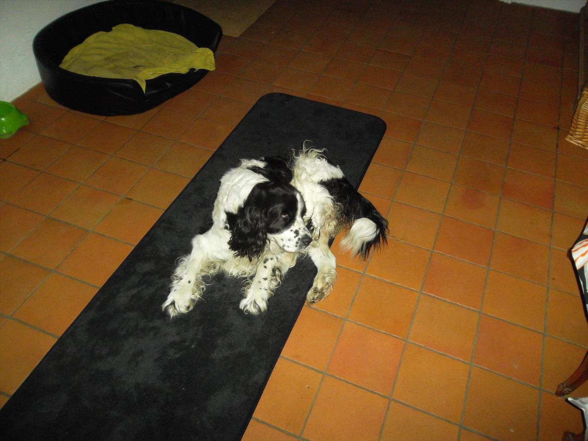 Engelsk springer spaniel Chemy (R.I.P) - "Ihh, det klør!" <3 billede 5