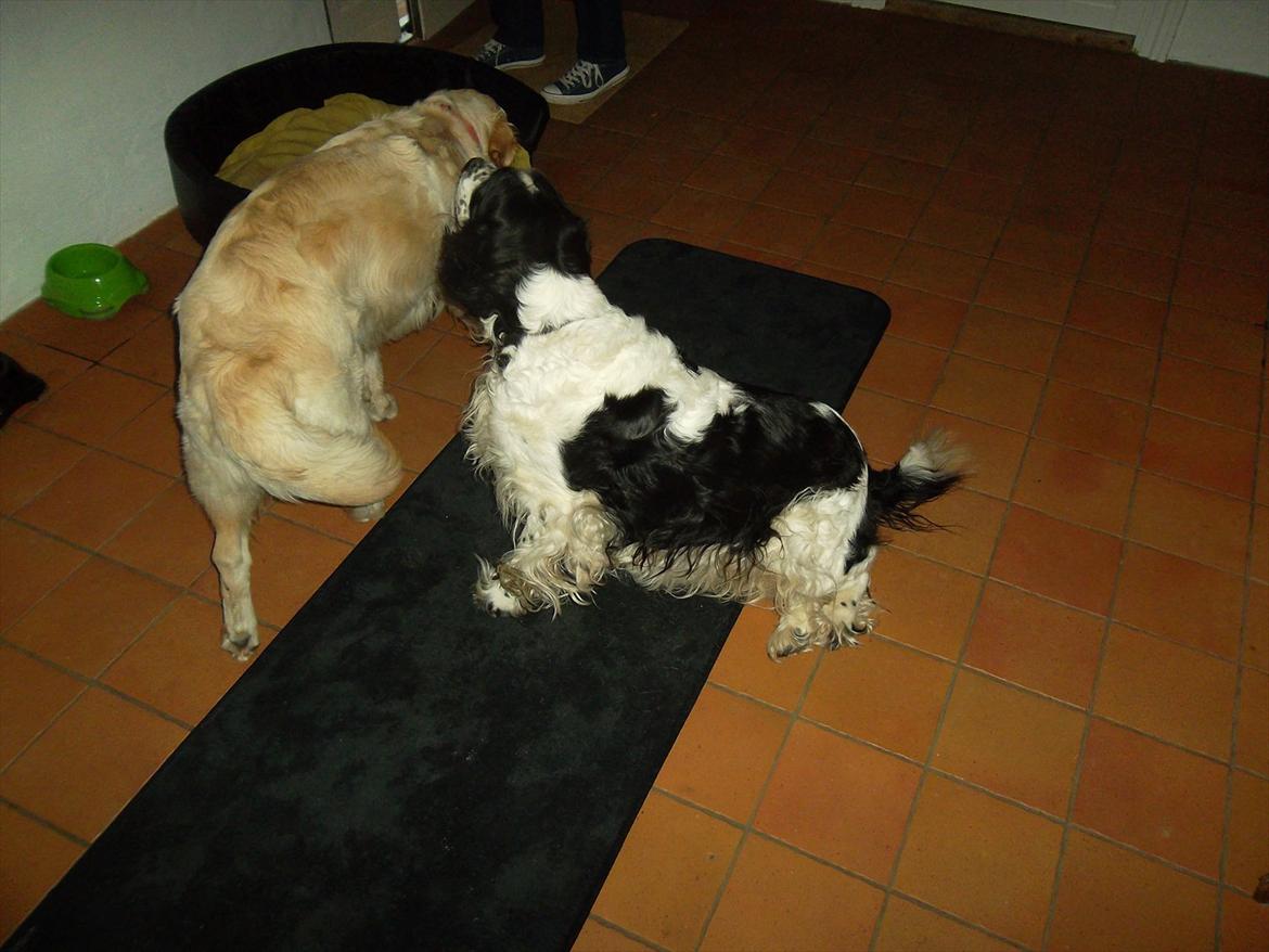 Engelsk springer spaniel Chemy (R.I.P) - "Flyt dig Bailey! Jeg skal hilse på far først!" <3 billede 6