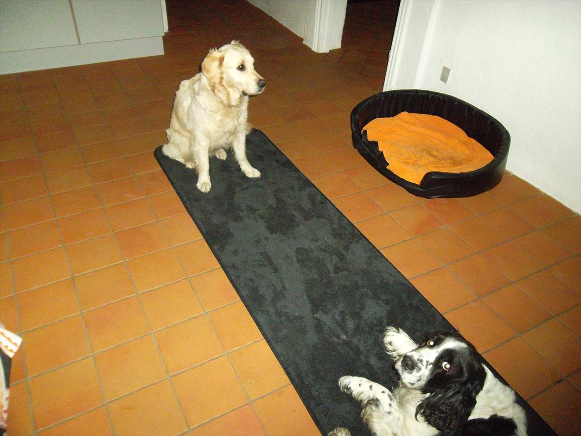 Golden retriever Bailey - Bailey posere, og Chemy dovner på "den sorte løber" :) billede 7