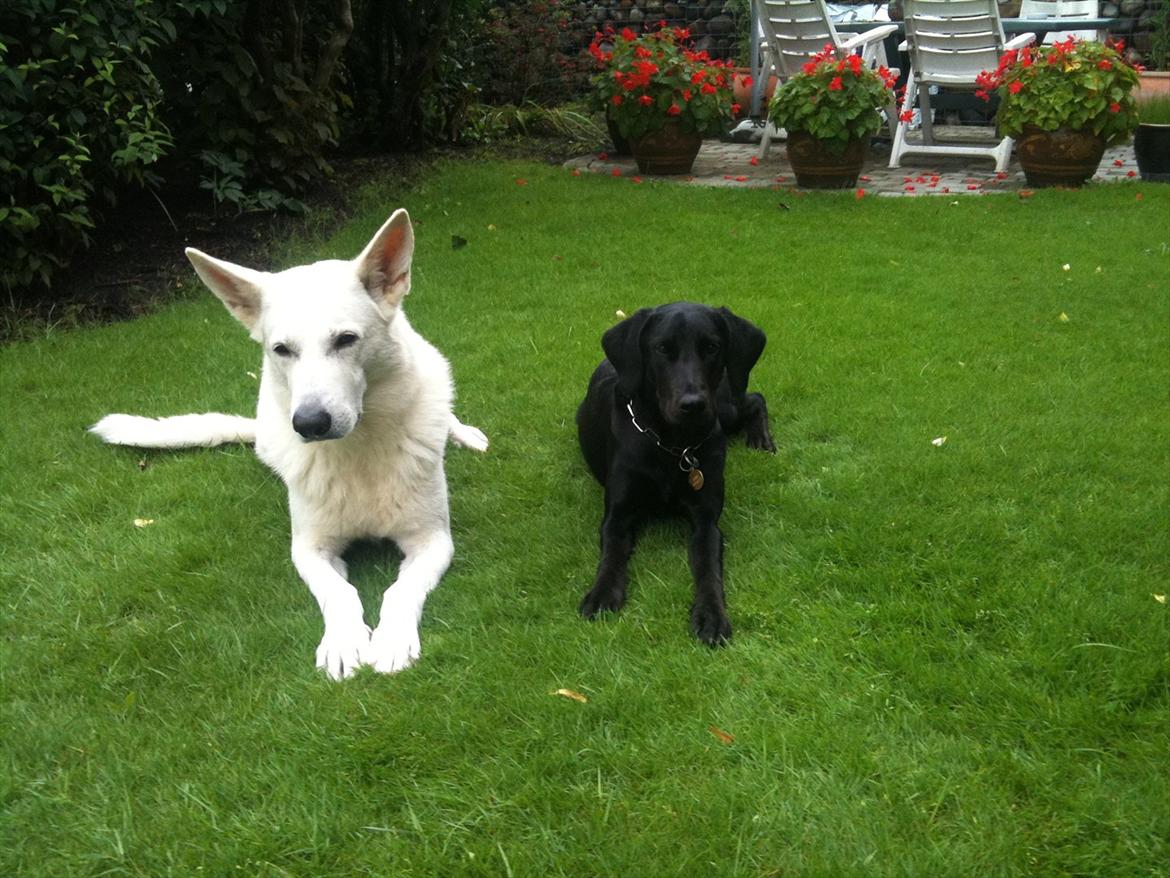 Blanding af racer Selma billede 19