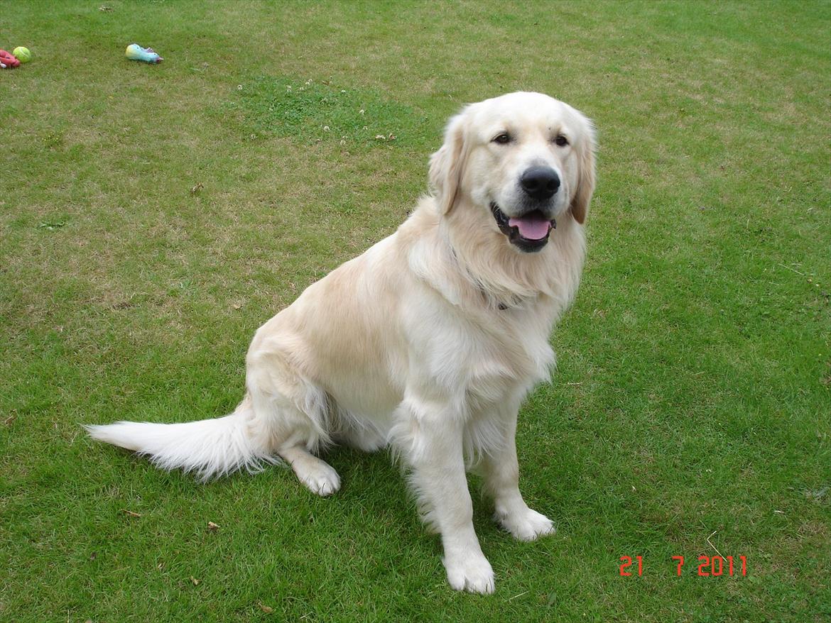 Golden retriever Hannibal - Min dejlige Hannibal  <3 billede 1