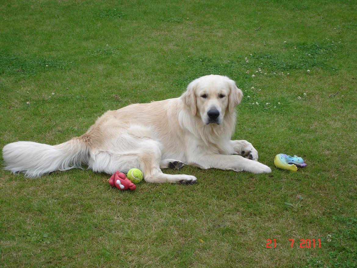 Golden retriever Hannibal billede 2