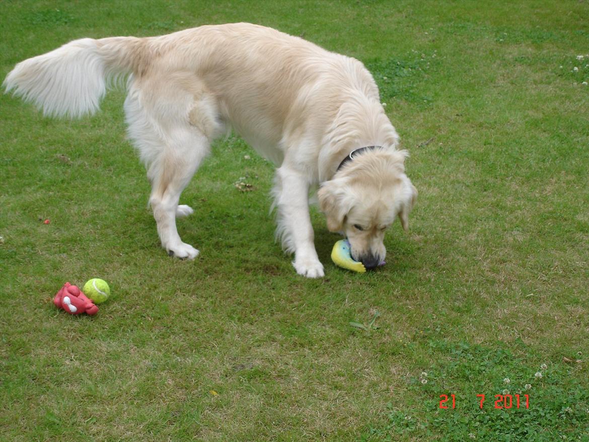 Golden retriever Hannibal billede 3