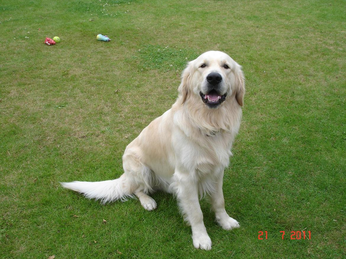 Golden retriever Hannibal billede 4