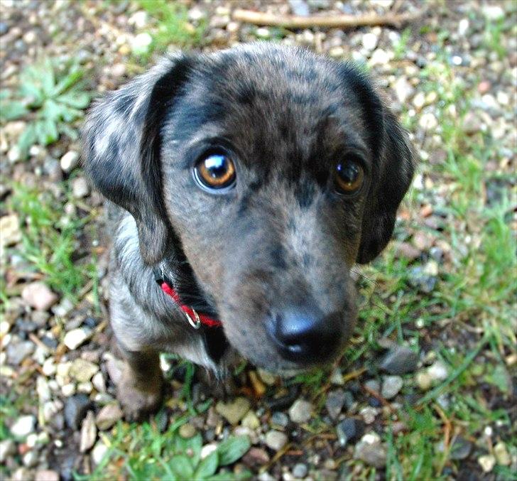 Blanding af racer Þrándr Shadow - Shadow at 4.5 months in Rebild hundeskov billede 1