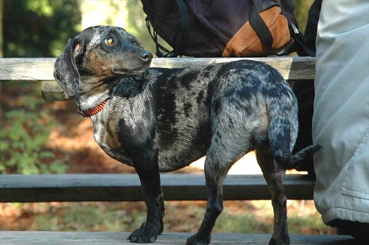Blanding af racer Flora Danica - Flora Danica nearly 2.5 years old in Rebild hundeskov.  Thanks for the photos Kamilla!! billede 1