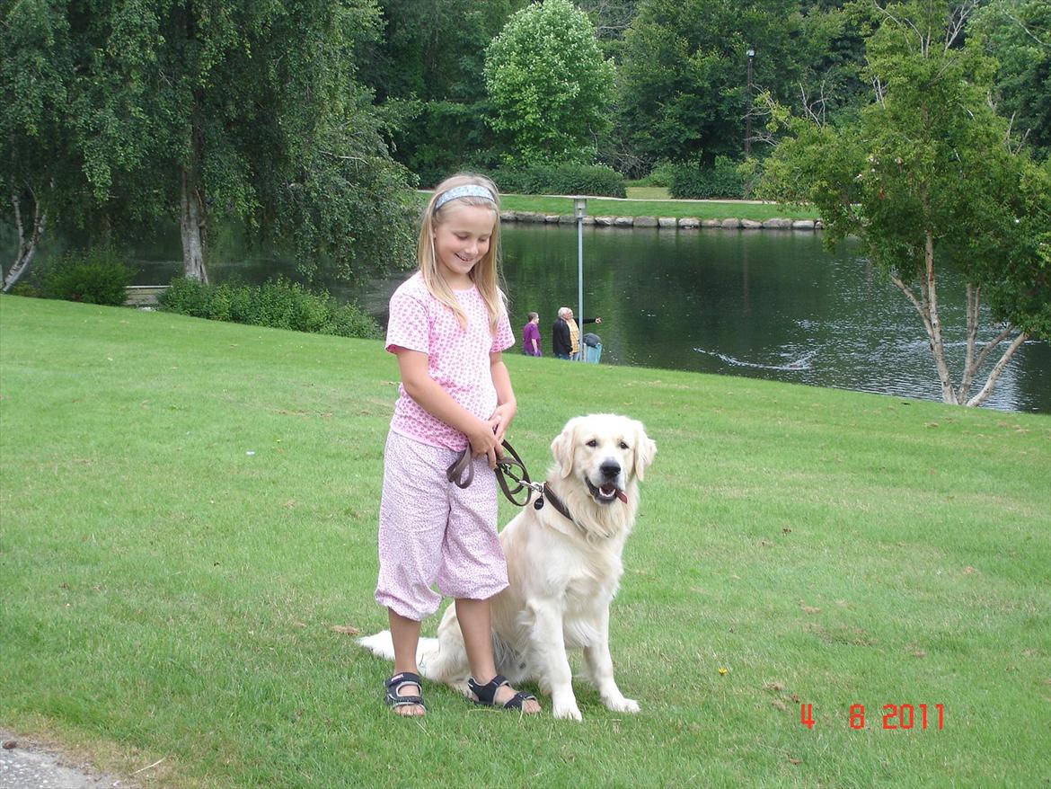 Golden retriever Hannibal - Hannibal og dejlige Julie i anlægget <3 billede 6