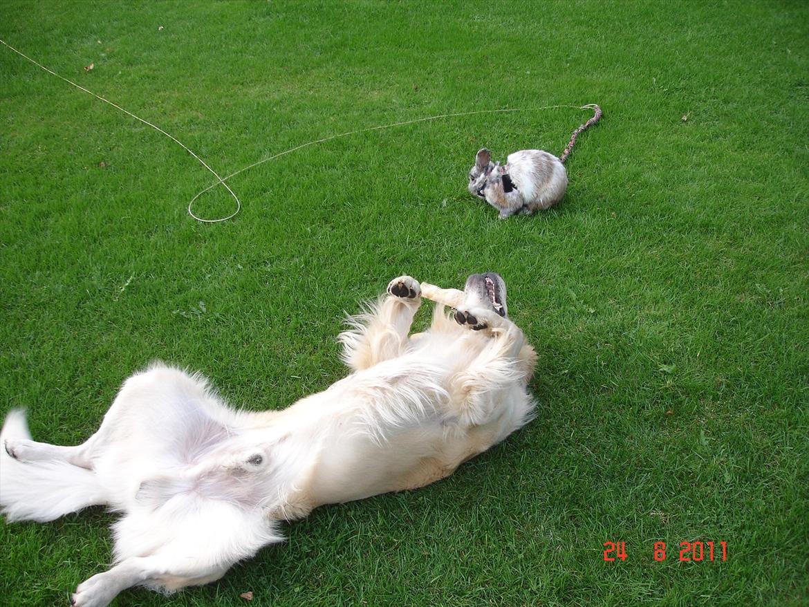 Golden retriever Hannibal - Hannibal og Mimse hygger i haven :o) billede 7