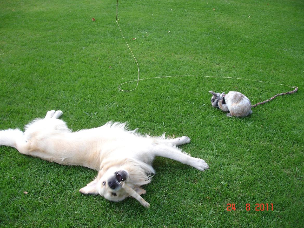 Golden retriever Hannibal billede 8