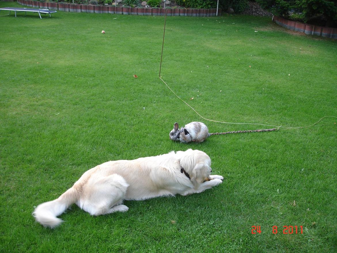 Golden retriever Hannibal billede 9