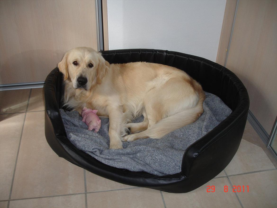 Golden retriever Hannibal billede 10