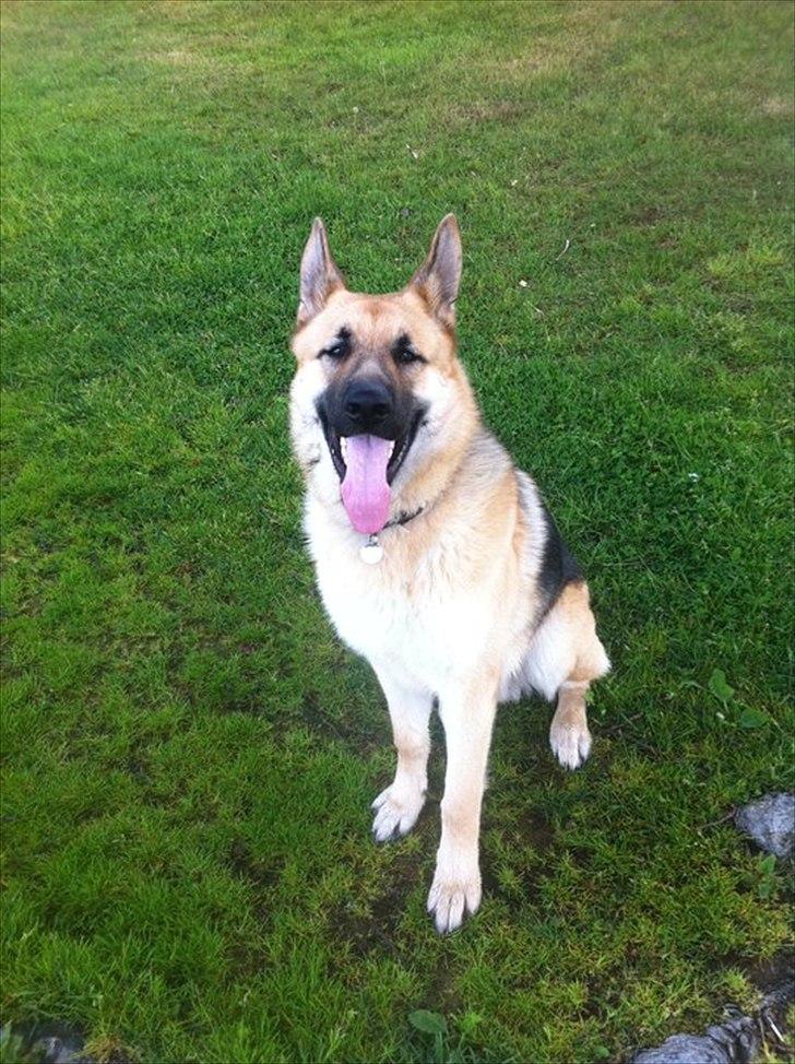 Schæferhund Nicky (Atti) - Lækker vovse, ca. 10 måneder! billede 7