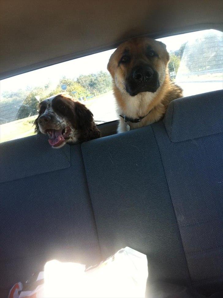 Schæferhund Nicky (Atti) - 1 år - ude og køre med gode gamle Chesser! billede 9