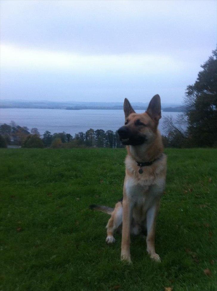 Schæferhund Nicky (Atti) - 1 år - dejlig gåtur  billede 10