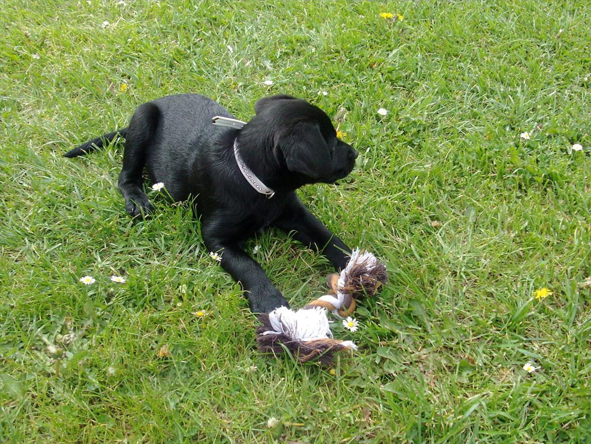 Blanding af racer Nala - Nala , en af de første dage efter vi fik hende hjem , godt igang med at tygge , men stadig opmærksom :) billede 1